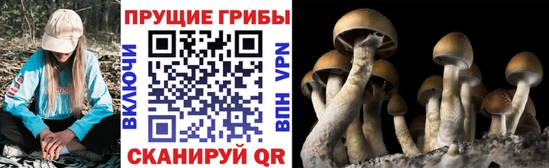 гидра ССЫЛКА  Минеральные Воды  Псилоцибиновые грибы Cubensis 